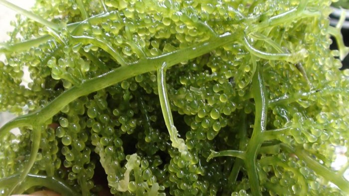 Seafood Unik Dari Wakatobi